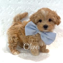 Oliver - Apricot male Maltipoo puppy in Spring, Texas from GlamPaw Maltipoos