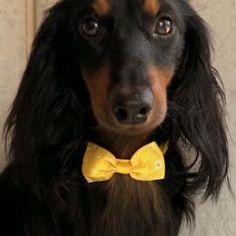 Maximus - Dachshund