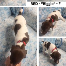 RED - Biggie - White and liver female German Shorthaired Pointer puppy in Gilbert, Arizona from Stellar GSPs