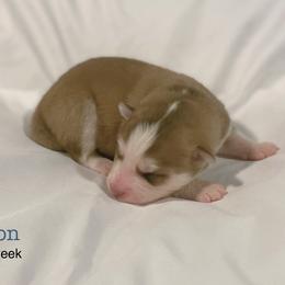 Ron - Red and white male Pomsky puppy in Winston, Oregon from Arctic Tails Spitz