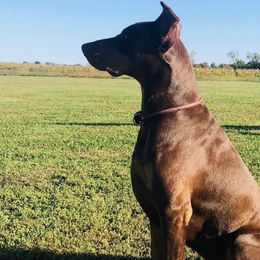Doberman Pinschers from ObiesDobies