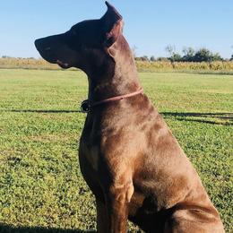 Doberman Pinschers from ObiesDobies
