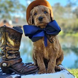 Wimberly's Navy Boy - Apricot male Goldendoodle puppy in Kountze, Texas from Texas Doodles LLC