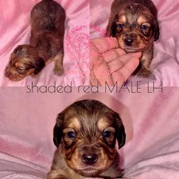 Mike - Red male Dachshund puppy in Hornbeck, Louisiana from A&Z Mini Dachshunds