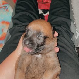 Belgian Malinois Puppies from Pyrex Kennels