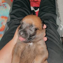 Belgian Malinois Puppies from Pyrex Kennels