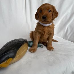 Golden Retriever Puppies from Thoroughmark Retrievers