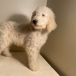 Australian Shepherd, Goldendoodle, and Poodle Puppies from 5AFarms