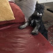 Standard Schnauzer Puppies from Highbrow Standard Schnauzers