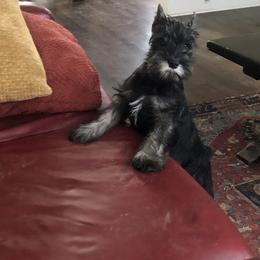 Standard Schnauzer Puppies from Highbrow Standard Schnauzers
