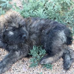 Sasha - Black and brindle female Bouvier des Flandres puppy in Wellington, Colorado from Blood Family Frenchies and Bouvs