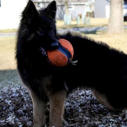 Nezzy - German Shepherd