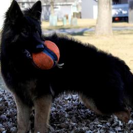 Nezzy - German Shepherd