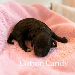 Cotton Candy - Brown and tan female Cockapoo puppy in Ellenburg Center, New York from Kristin's Puppies