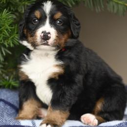 Boy 4 - Tri-color male Bernese Mountain Dog puppy in Loveland, Colorado from Grateful Bernese & Gage's Goldens