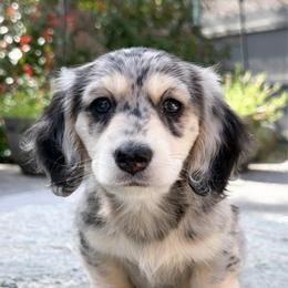 Dior - Dapple female Dachshund puppy in Redding, California from Jean & Mae Doxies