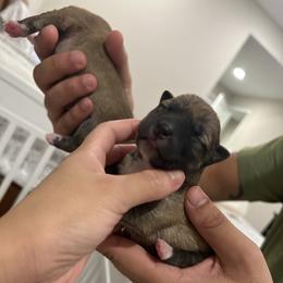 Liam - Sesame male Shiba Inu puppy in Elizabeth, New Jersey from Shiba Inu Loving Care