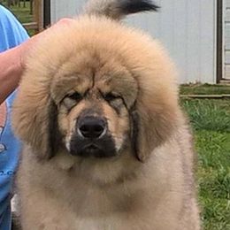 Tibetan Mastiff Puppies from Noble Legacy Tibetan Mastiffs