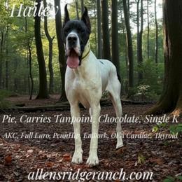 Hailey - Great Dane