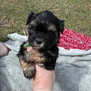 Green - Black Shorkie puppy in Toccoa, Georgia from Shorkie & Shih Tzu Haven