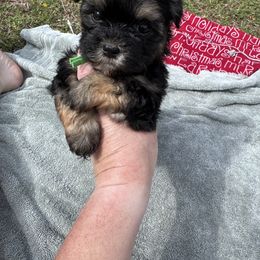 Green - Black Shorkie puppy in Toccoa, Georgia from Shorkie & Shih Tzu Haven