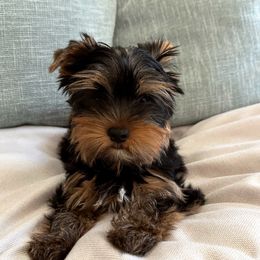 Ash - Black and tan Yorkshire Terrier puppy in Livermore, California from Ruben & Tatiana’s Yorkshire Terriers