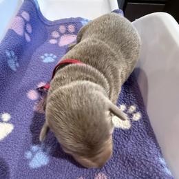 Pink- Silver Female - Silver female Dilute Retriever puppy in Marion, Illinois from Summer Lovin’ Labradors of Southern Illinois