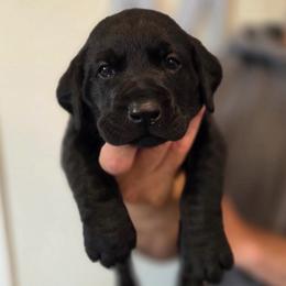 3rd Boy - Black male Labrador Retriever puppy in Decatur, Indiana from Sporting Ridge K9’s