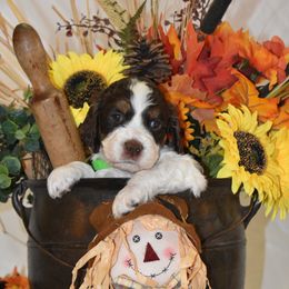 Green Collar - Liver white and tan female English Springer Spaniel puppy in Westmorland, California from IV Springers of California