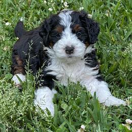 Apollo - Tri-color male Bernedoodle puppy in Florence, South Carolina from Candy Doodles