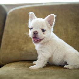 French Bulldog Puppies from Christine's French Bulldogs