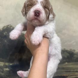 Priscilla - Cream female Assorted Doodle Crosses puppy in West Monroe, Louisiana from Southern Haven Doodles