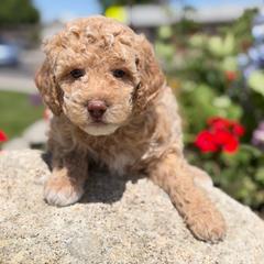 Ivy - Cream female Labradoodle puppy in Murray, Utah from Swann's Kennels