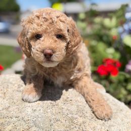 Ivy - Cream female Labradoodle puppy in Murray, Utah from Swann's Kennels