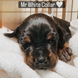 Mr White Collar - Black and rust male Doberman Pinscher puppy in Poolville, Texas from Tx Pups