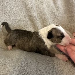 Male 4 - Brindle and white male Bull Terrier puppy in Trussville, Alabama from Alabama Bull Terriers