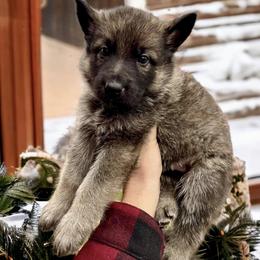 German Shepherd Puppies from Scenic City Shepherds