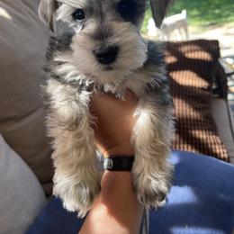 Miniature Schnauzer Puppies from Wahl 2 Wahl Schnauzers