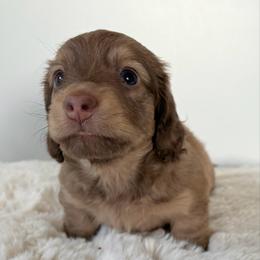 Ralphie - Chocolate and cream male Dachshund puppy in Perris, California from The Dach House