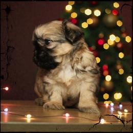 Solstice - Cream and white female Shih Tzu puppy in Warren, Michigan from Danielle's Yorkie & Shih Tzu Babies