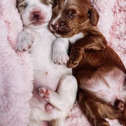 Goldendoodle Puppies from Nozomi Farms