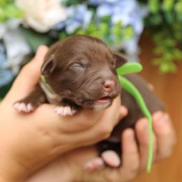 Ron Weasley - Red tri-color male Australian Shepherd puppy in Turlock, California from HCA Aussies