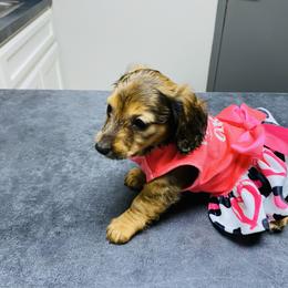 Jane - Red female Dachshund puppy in Magnolia, Texas from Carrie’s Countryside Dachshunds