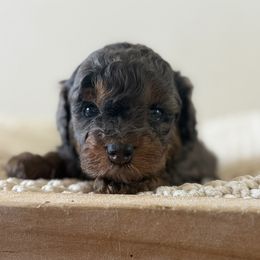 Bella - Merle female Bernedoodle puppy in Modesto, California from Central Valley Canine Companions