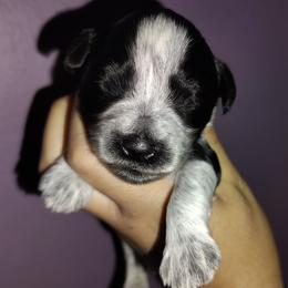 Black roan parti boy - Parti male Miniature Schnauzer puppy in Florida from Central Florida Schnauzers