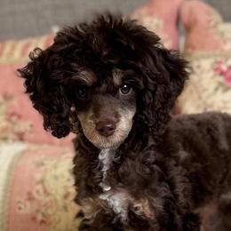 Chocolate phantom - Phantom female Poodle puppy in Beckley, West Virginia from Autumn Poodles/Doodles