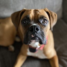 Miller - Boxer