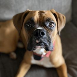 Miller - Boxer