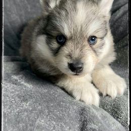 Runamok Elf On A Shelf (Buddy) - Wolf sable male Pomsky puppy in St. Maries, Idaho from Runamok Farm