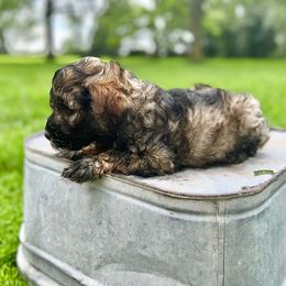 Brent - Silver male Schnoodle puppy in Warrensburg, Missouri from Dreamer Ridge Puppies